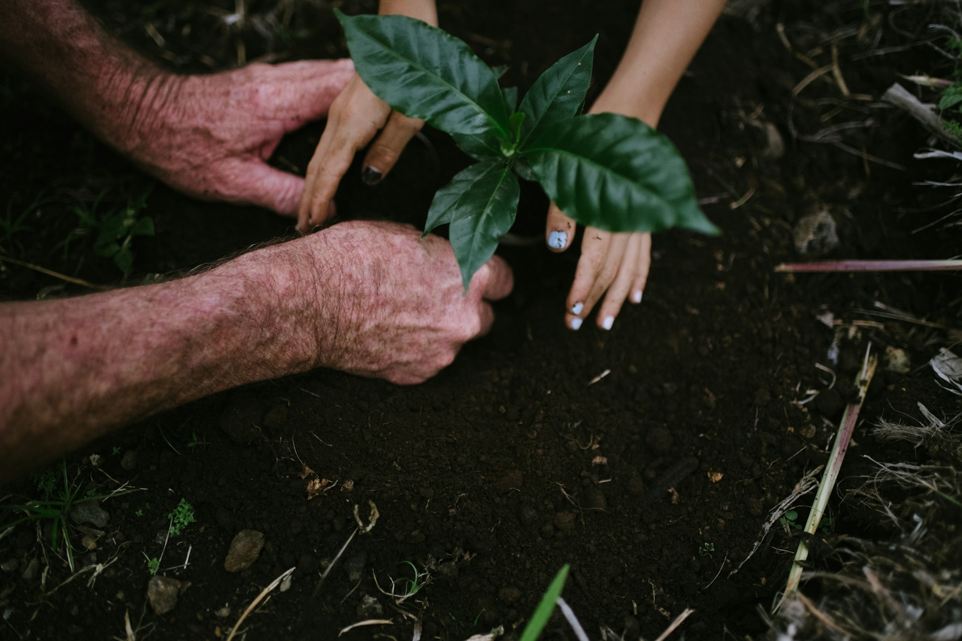 Person holding plant in horticulture environment